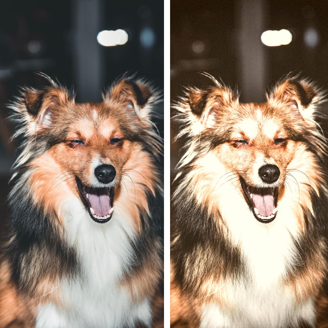 Disposable Collection Lightroom Presets Review